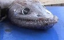 深海魚好きな人集まれー!