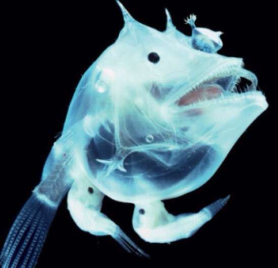 深海魚好きな人集まれー!