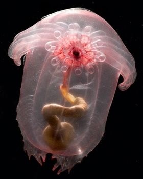 深海魚好きな人集まれー!