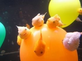 深海魚好きな人集まれー!