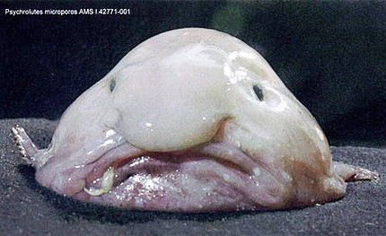 深海魚好きな人集まれー!