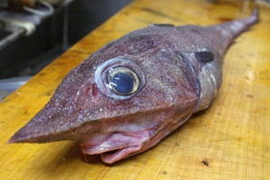 深海魚好きな人集まれー!