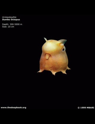 深海魚好きな人集まれー!