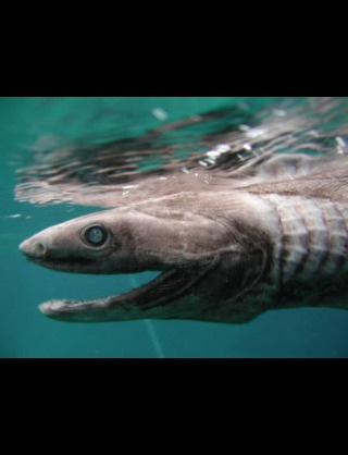 深海魚好きな人集まれー!