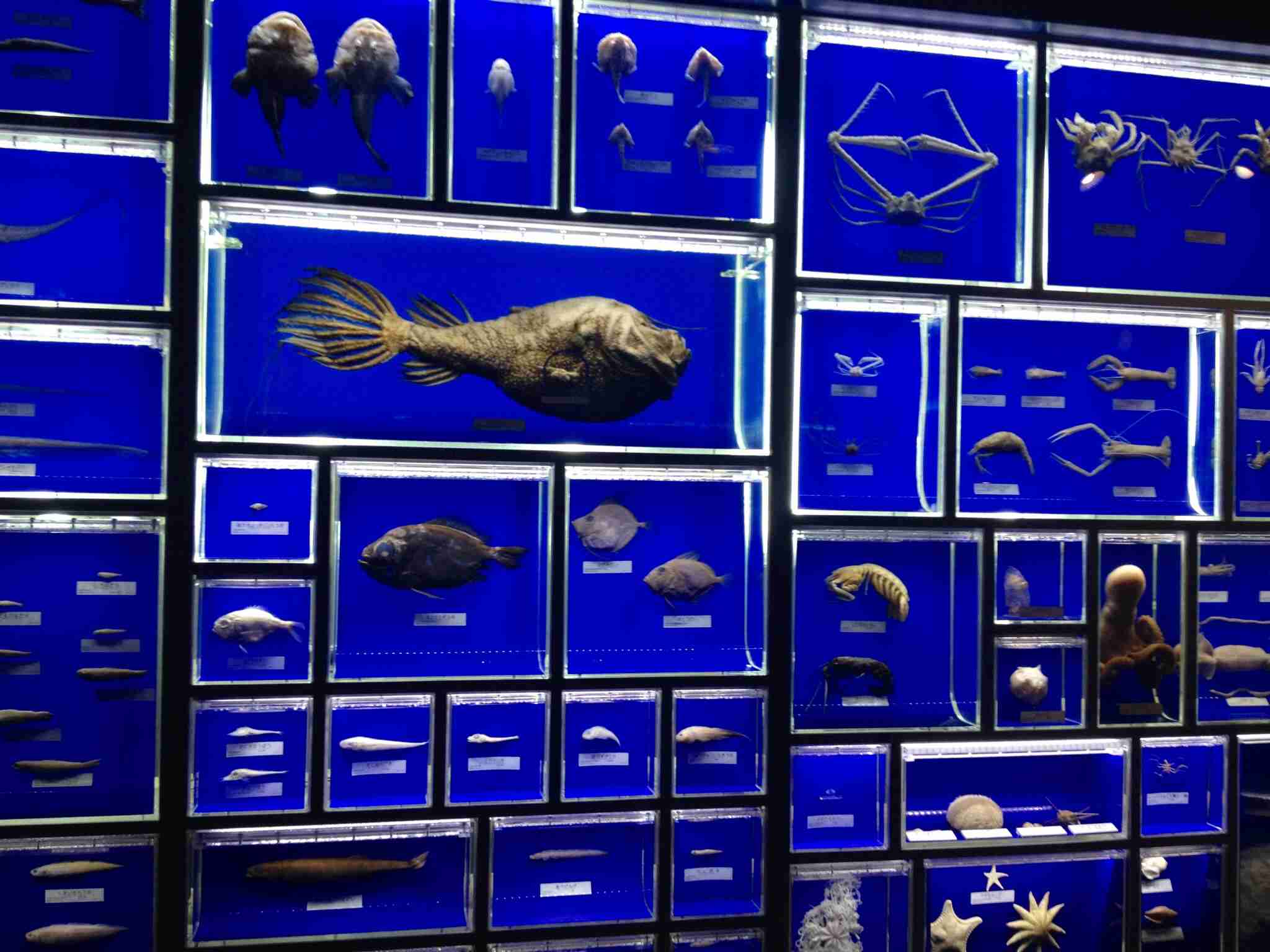 深海魚好きな人集まれー!