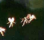 【妖精画像あり】英国大学講師が「妖精を撮影した」と主張!ネットに公開して議論に発展