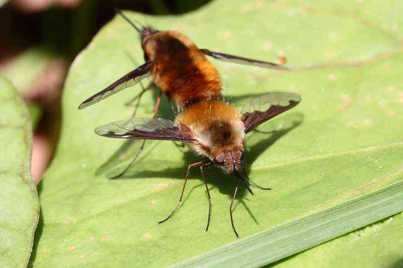 【妖精画像あり】英国大学講師が「妖精を撮影した」と主張!ネットに公開して議論に発展