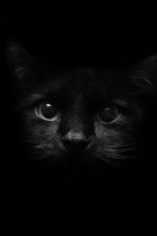 ニャーニャー語で話すトピックにゃー ガールズちゃんねる Girls Channel