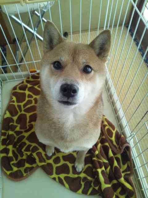ペット   何か飼ってますか？