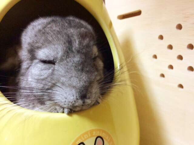 ペット   何か飼ってますか？
