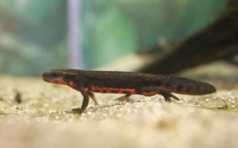 ペット   何か飼ってますか？