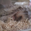 ペット   何か飼ってますか？