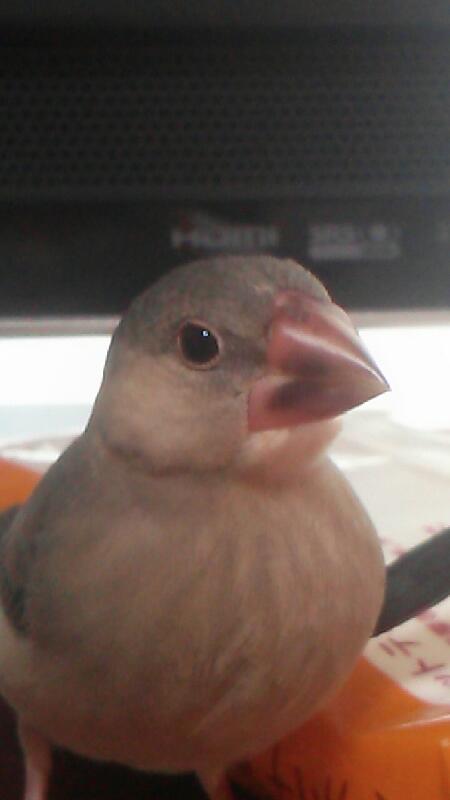 ペット   何か飼ってますか？