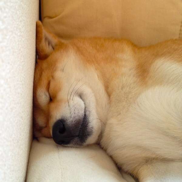 ペット   何か飼ってますか？