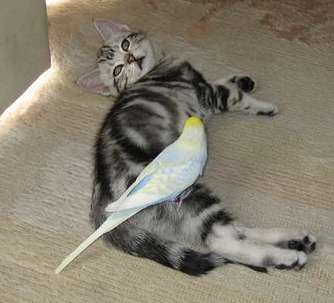 ペット   何か飼ってますか？