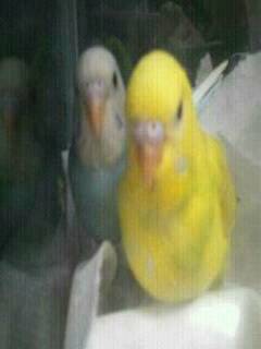 ペット   何か飼ってますか？