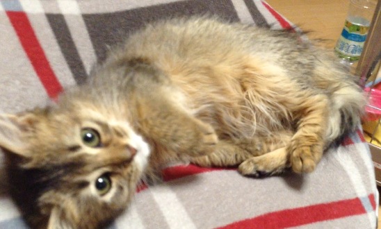 ペット   何か飼ってますか？