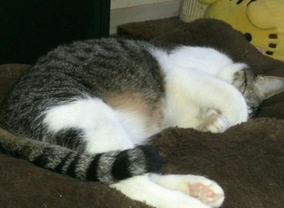 ペット   何か飼ってますか？