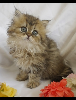 ペット   何か飼ってますか？