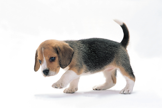 結婚予定ナシの女性限定!服は「胸元の開いたインナーのみ可」の”一般事務”など酷すぎる求人募集が話題に