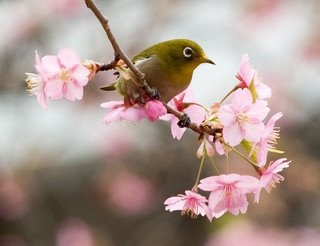 和を感じる画像♪( ´▽`)