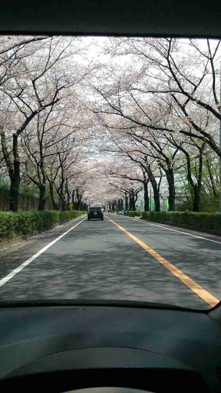 和を感じる画像♪( ´▽`)