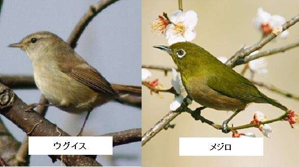 和を感じる画像♪( ´▽`)