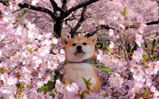 和を感じる画像♪( ´▽`)