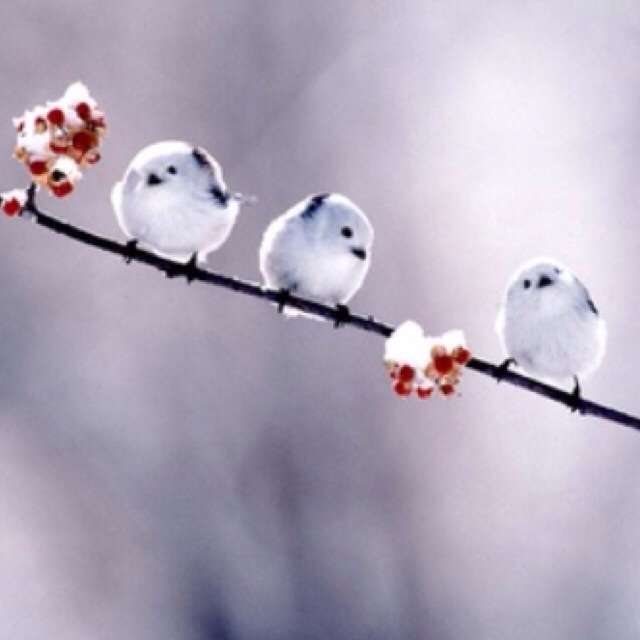 和を感じる画像♪( ´▽`)