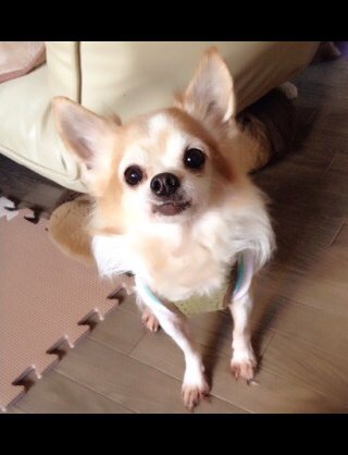 シニアペットを飼っている方