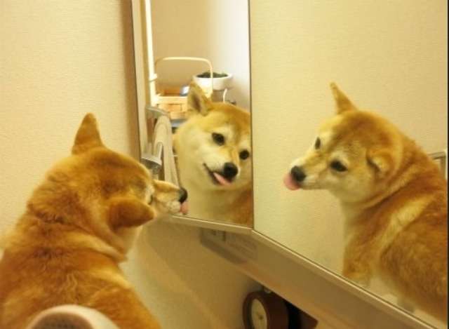 鏡で自分の姿を見た動物たちのかわいい反応!!