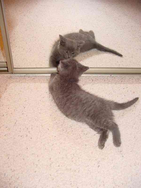 鏡で自分の姿を見た動物たちのかわいい反応!!