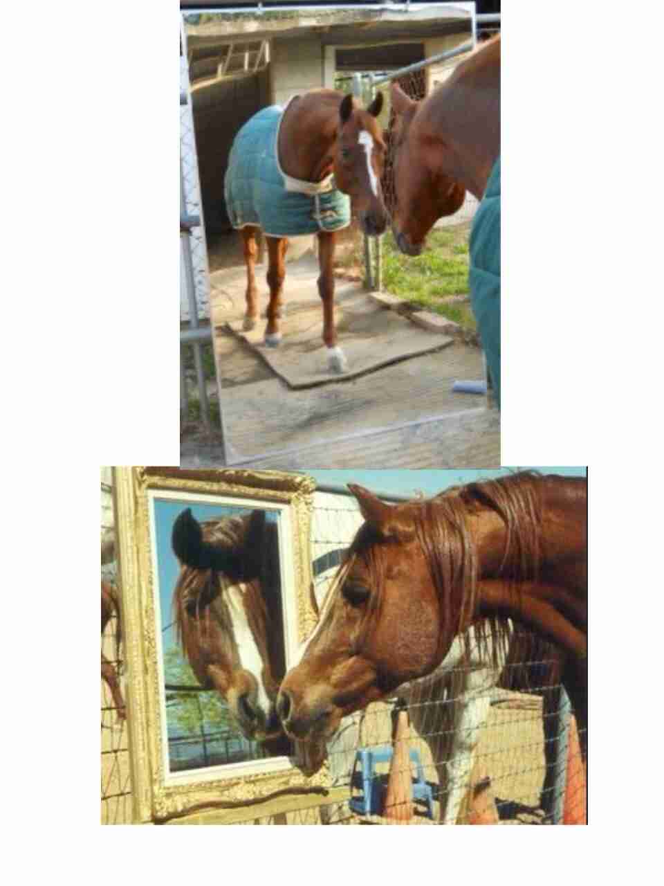 鏡で自分の姿を見た動物たちのかわいい反応!!