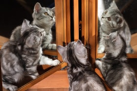 鏡で自分の姿を見た動物たちのかわいい反応!!