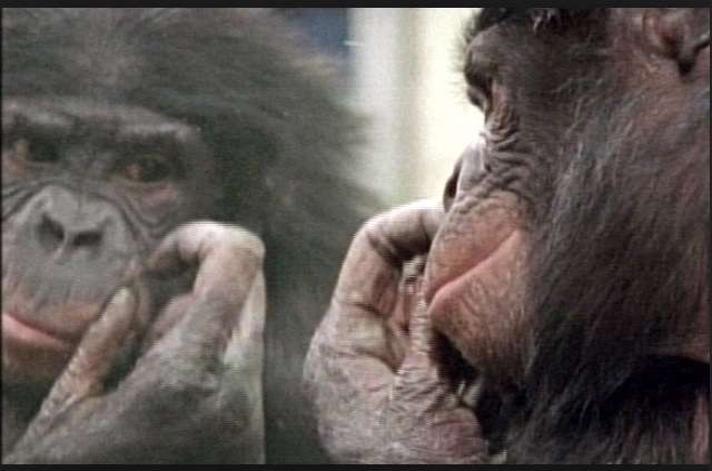 鏡で自分の姿を見た動物たちのかわいい反応!!