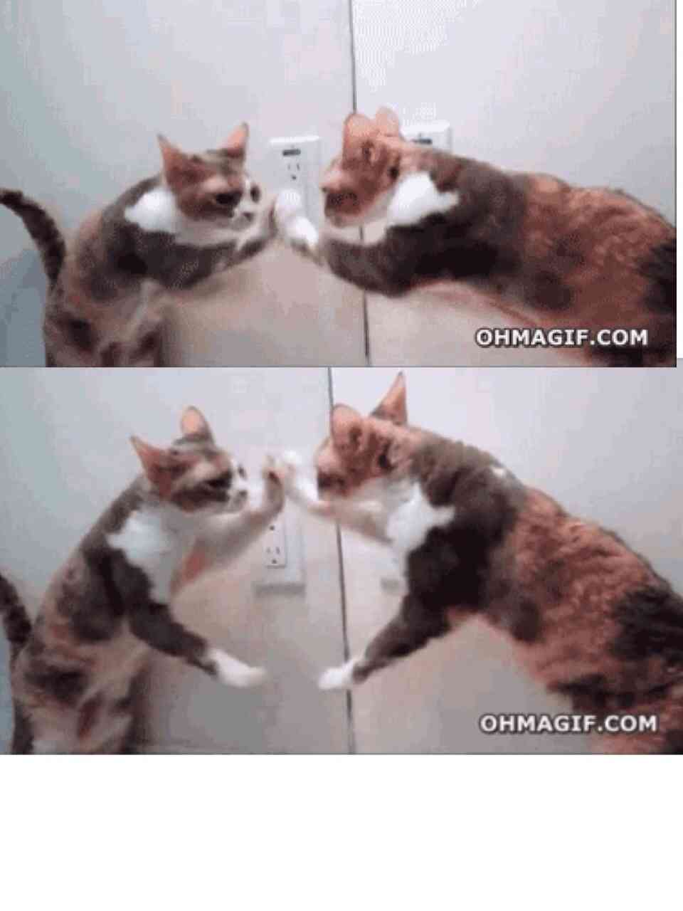 鏡で自分の姿を見た動物たちのかわいい反応!!