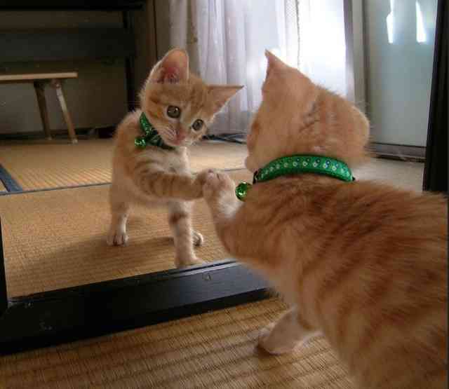 鏡で自分の姿を見た動物たちのかわいい反応!!