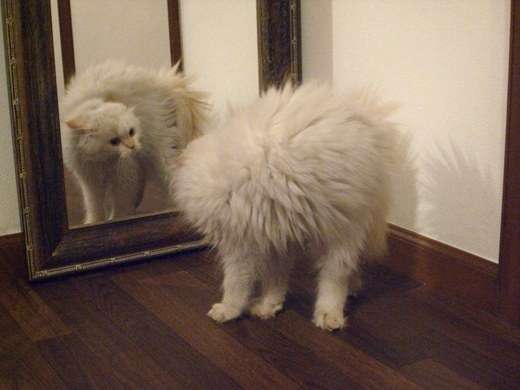 鏡で自分の姿を見た動物たちのかわいい反応!!
