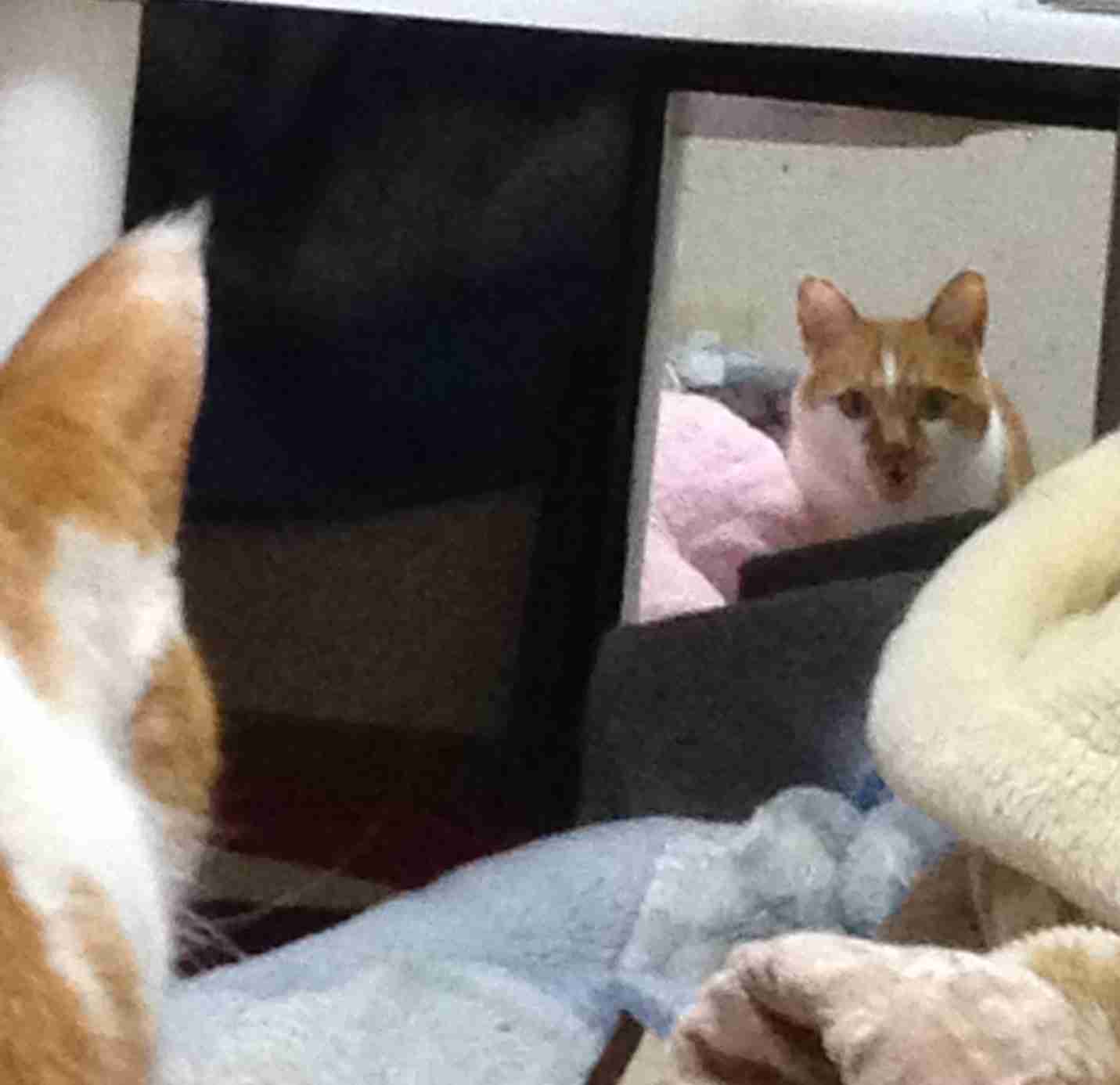 鏡で自分の姿を見た動物たちのかわいい反応!!
