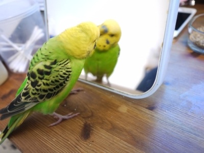 鏡で自分の姿を見た動物たちのかわいい反応!!