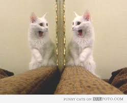 鏡で自分の姿を見た動物たちのかわいい反応!!