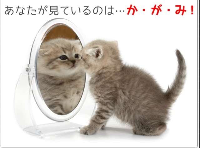 鏡で自分の姿を見た動物たちのかわいい反応!!