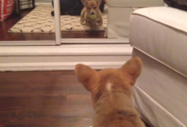 鏡で自分の姿を見た動物たちのかわいい反応!!