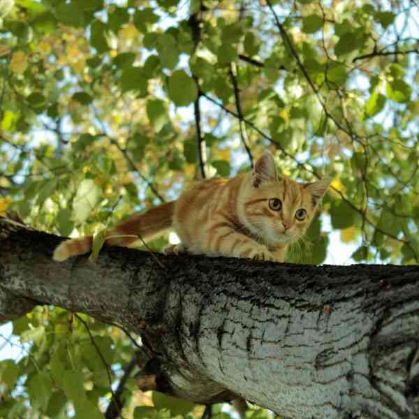 赤ちゃんネコの集団がボルダリングしている姿が可愛い