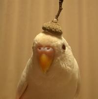 「かぶっても、かぶられても…かわいい！」動物たちの変身した姿いろいろ
