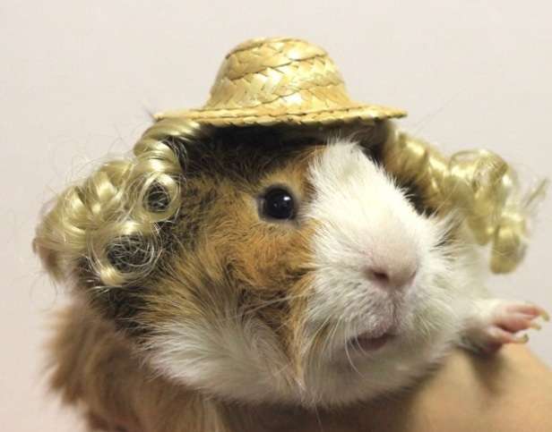 「かぶっても、かぶられても…かわいい！」動物たちの変身した姿いろいろ