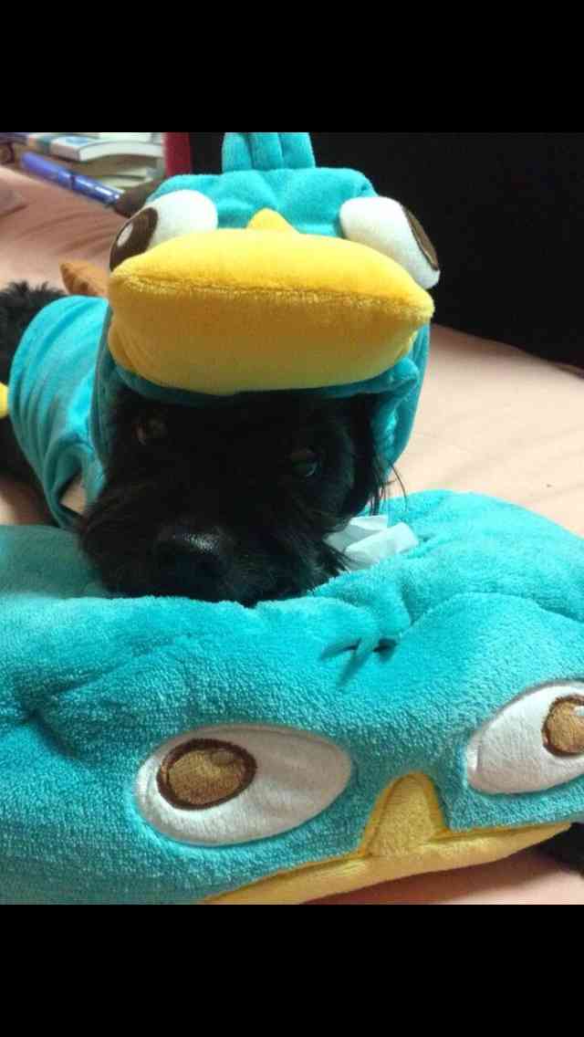 「かぶっても、かぶられても…かわいい！」動物たちの変身した姿いろいろ