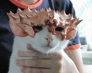 「かぶっても、かぶられても…かわいい！」動物たちの変身した姿いろいろ