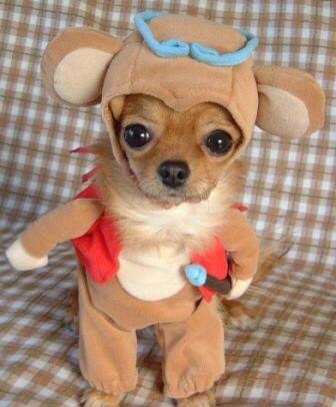 「かぶっても、かぶられても…かわいい！」動物たちの変身した姿いろいろ