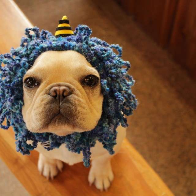 「かぶっても、かぶられても…かわいい！」動物たちの変身した姿いろいろ